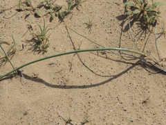 Triteleiopsis palmeri