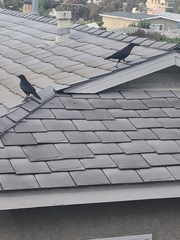 Corvus brachyrhynchos