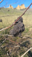 Eriosoma lanuginosum