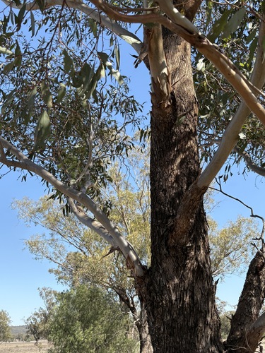 Eucalyptus microcarpa, photograph 3