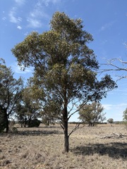 Eucalyptus microcarpa