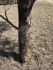 Eucalyptus microcarpa, photograph (c) Thomas Mesaglio, some rights reserved (CC BY)