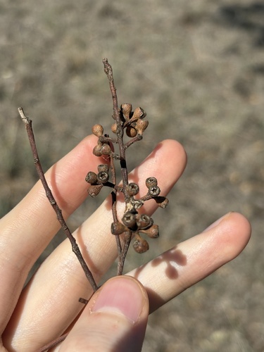 Eucalyptus microcarpa, photograph 4