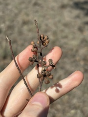 Eucalyptus microcarpa, photograph (c) Thomas Mesaglio, some rights reserved (CC BY)