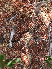 Sphagnum magellanicum