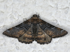 Aporoctena