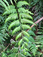 Woodwardia orientalis