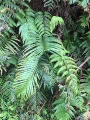 Woodwardia orientalis