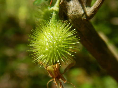 Ribes echinellum, photograph 2