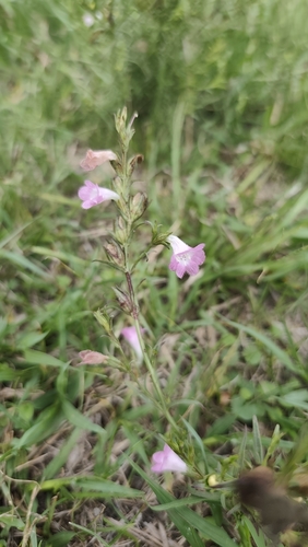 Agalinis communis