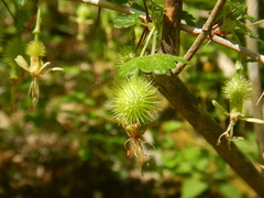 Ribes echinellum, photograph (c) Ryan Watson, some rights reserved (CC BY)