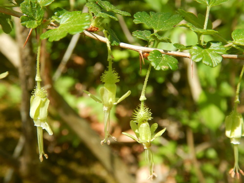 Ribes echinellum, photograph 4