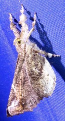 Masca abactalis