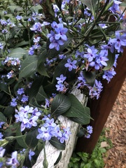 Eranthemum
