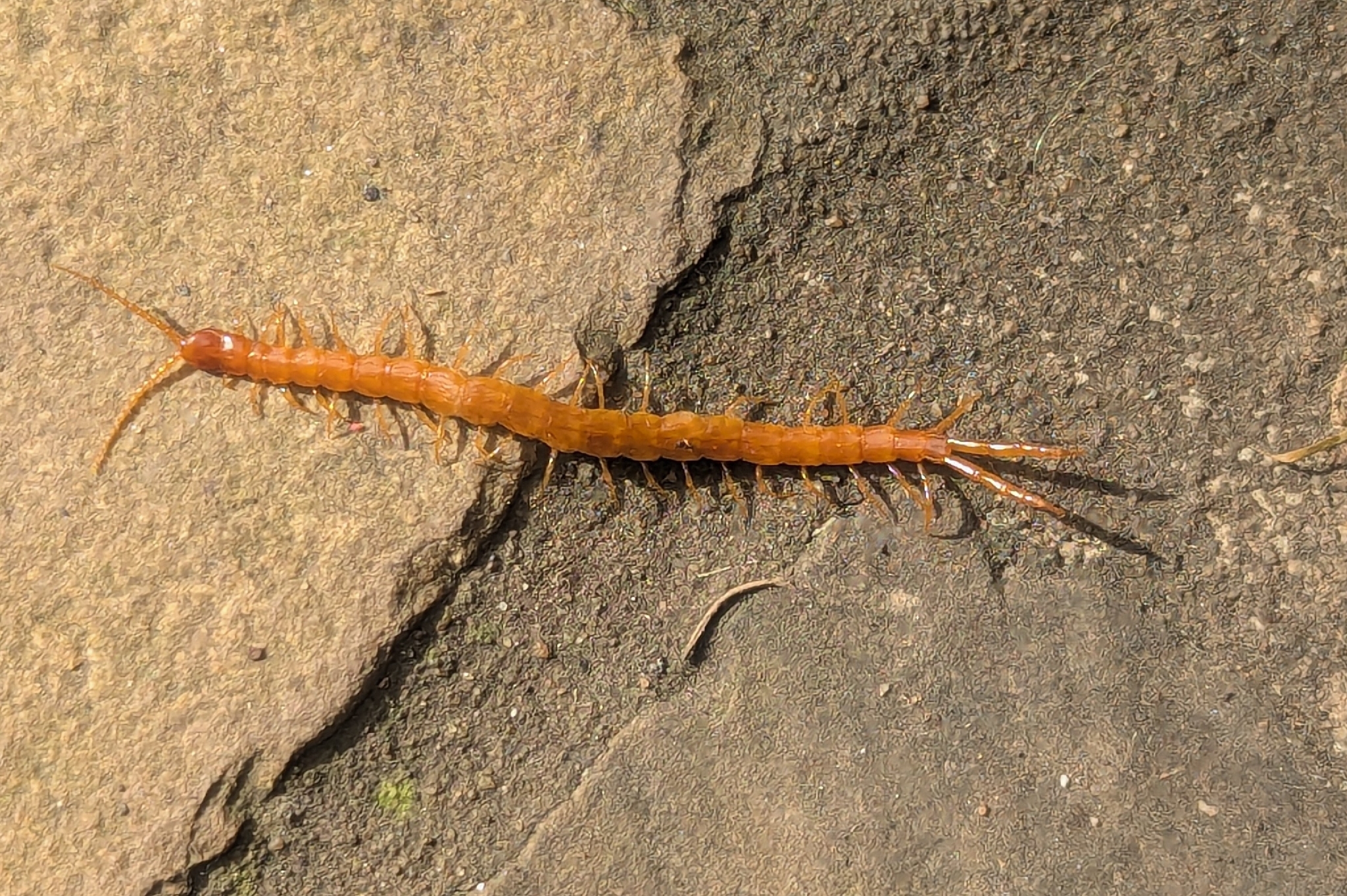 Cryptops anomalans Newport, 1844