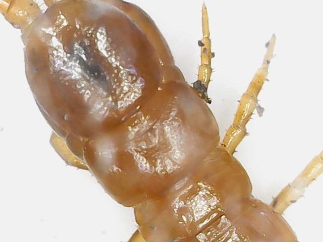 Cryptops anomalans Newport, 1844