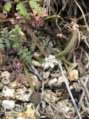Claytonia parviflora viridis