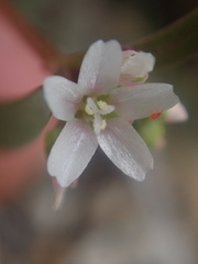 Claytonia parviflora viridis
