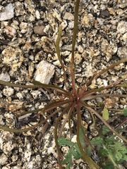 Claytonia parviflora viridis