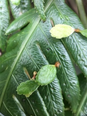 Woodwardia orientalis