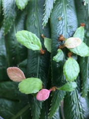 Woodwardia orientalis