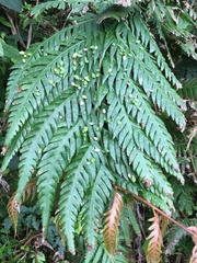 Woodwardia orientalis