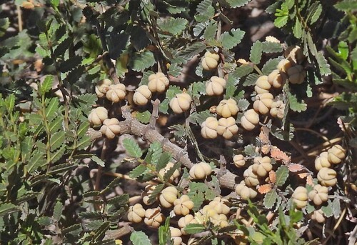 Jarrilla (Larrea nitida)