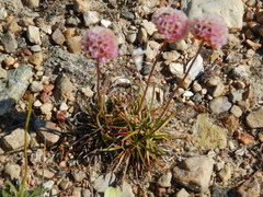 Armeria maritima sibirica