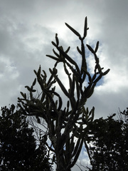 Leptocereus arboreus