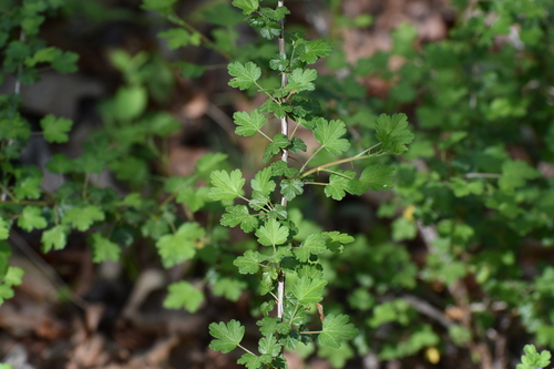 Ribes echinellum