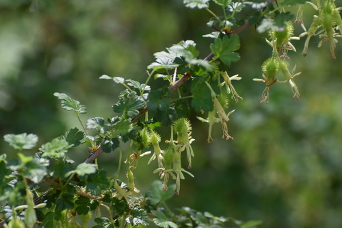 Miccosukee Gooseberry (Ribes echinellum)