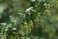 Ribes echinellum, photograph (c) Ryan Watson, some rights reserved (CC BY)