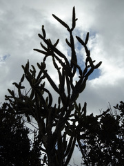 Leptocereus arboreus