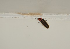 Pyractomena punctiventris