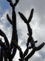 Leptocereus arboreus