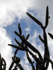 Leptocereus arboreus