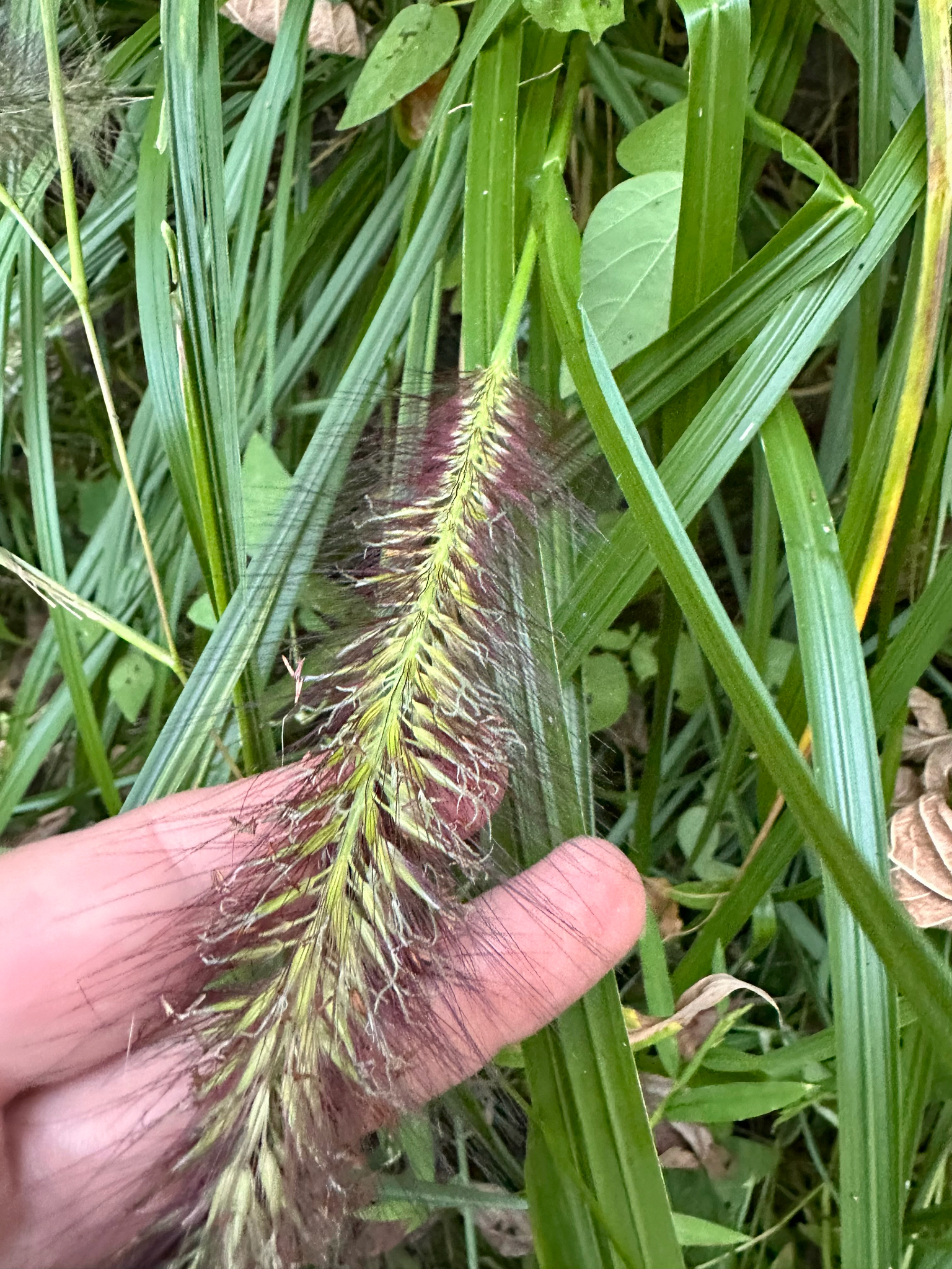 Chinese Fountaingrass (Cenchrus alopecuroides)