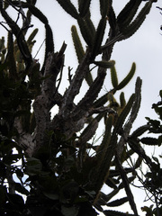 Leptocereus arboreus