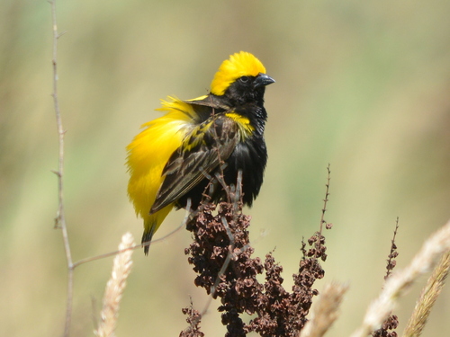 Yellow-crowned Bishop, Marievale Bird Sanctuary,  Sedibeng District Municipality, South Africa, photo 6 of 10