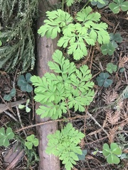 Dicentra formosa
