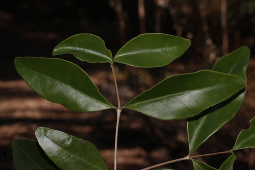 Memecylon umbellatum (Memecylon umbellatum)