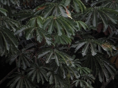 Cecropia sciadophylla
