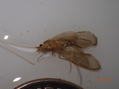 Oecetis cinerascens