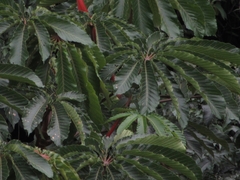 Cecropia sciadophylla