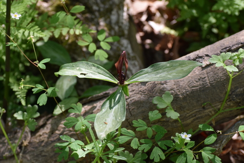 Trillium lancifolium, photograph 6