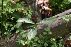 Trillium lancifolium, photograph (c) Ryan Watson, some rights reserved (CC BY)