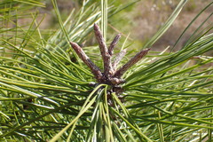 Pinus serotina