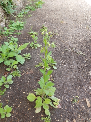 Erigeron laevigatus, 2026-04-02