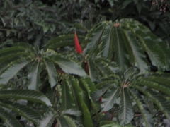 Cecropia sciadophylla