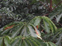 Cecropia sciadophylla